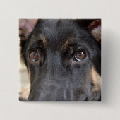 German Shepherd door Shirley Taylor Vierkante Button 5,1 Cm (Voorkant)