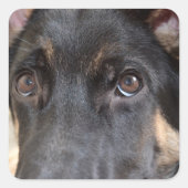 German Shepherd door Shirley Taylor Vierkante Sticker (Voorkant)