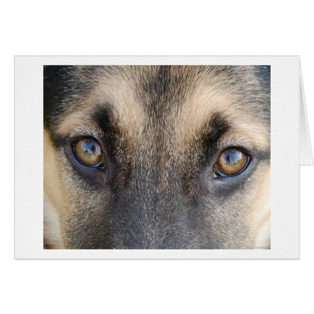 German Shepherd Eyes (Voorkant Horizontaal)