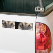 German Shepherd Eyes Bumpersticker (Op Truck)