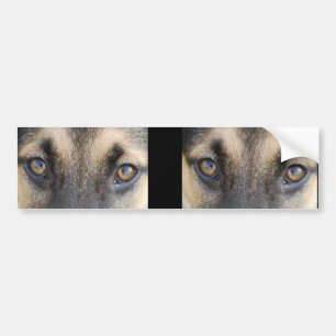 German Shepherd Eyes Bumpersticker