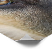 German Shepherd Eyes Poster (Hoek)