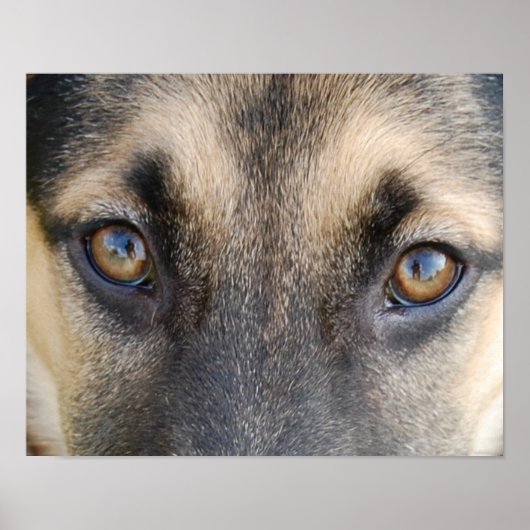 German Shepherd Eyes Poster (Voorkant)