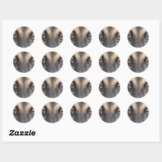German Shepherd Eyes Ronde Sticker (Vel)