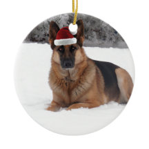 German Shepherd Foto