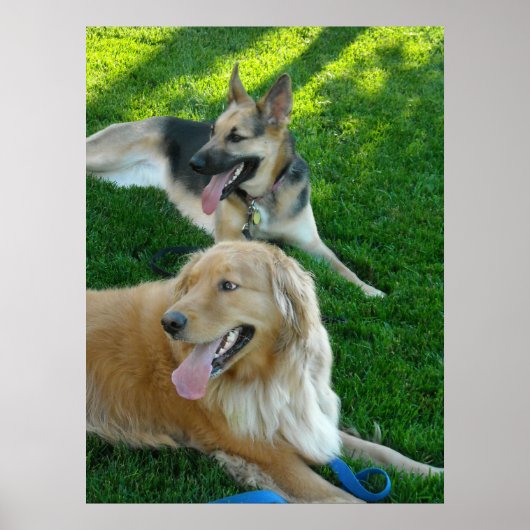 German Shepherd/Golden Retriever Poster (Voorkant)