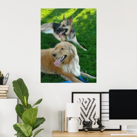 German Shepherd/Golden Retriever Poster (Thuiskantoor)