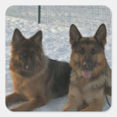 German Shepherd Group In Snow Vierkante Sticker (Voorkant)