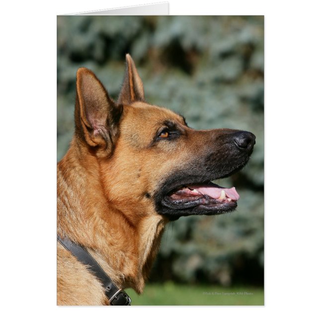 German Shepherd Headshot 1 (Voorkant)
