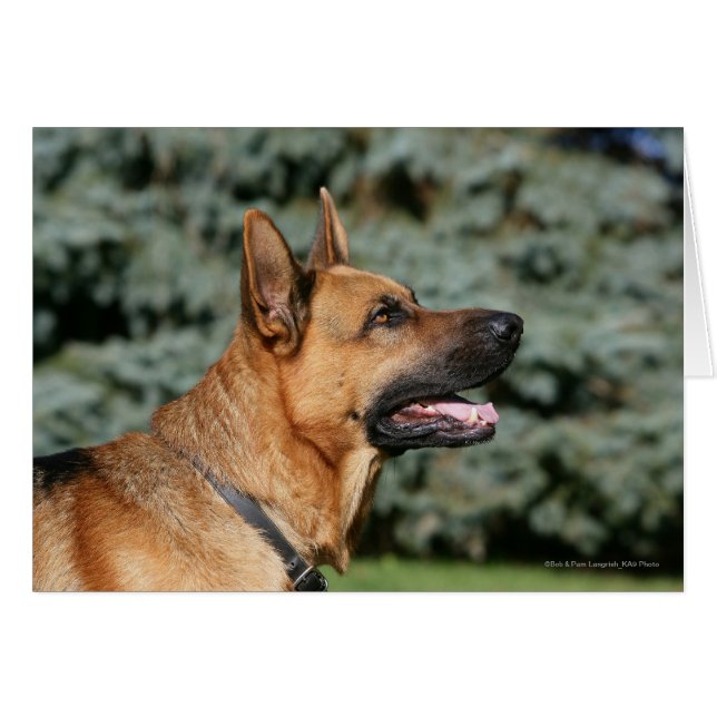 German Shepherd Headshot 1 (Voorkant Horizontaal)