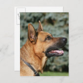 German Shepherd Headshot 1 Briefkaart (Voorkant / Achterkant)