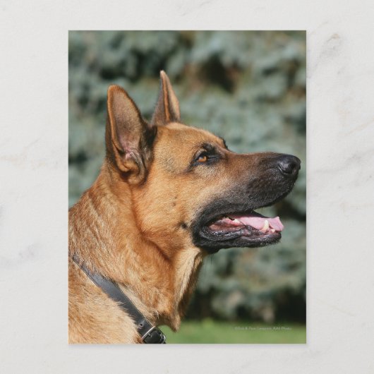 German Shepherd Headshot 1 Briefkaart (Voorkant)