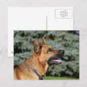 German Shepherd Headshot 1 Briefkaart (Voorkant / Achterkant)