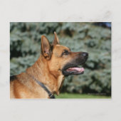 German Shepherd Headshot 1 Briefkaart (Voorkant)