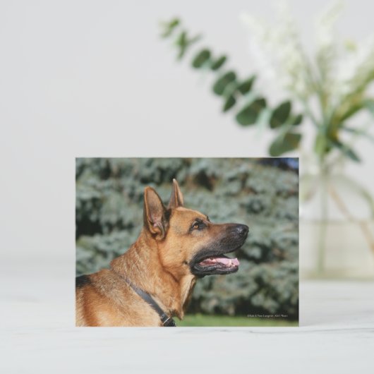 German Shepherd Headshot 1 Briefkaart (Staand voorkant)