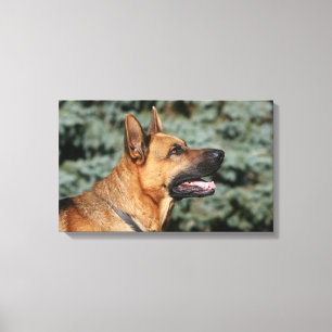 German Shepherd Headshot 1 Canvas Afdruk