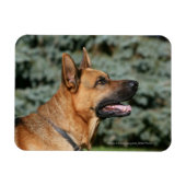 German Shepherd Headshot 1 Magneet (Horizontaal)
