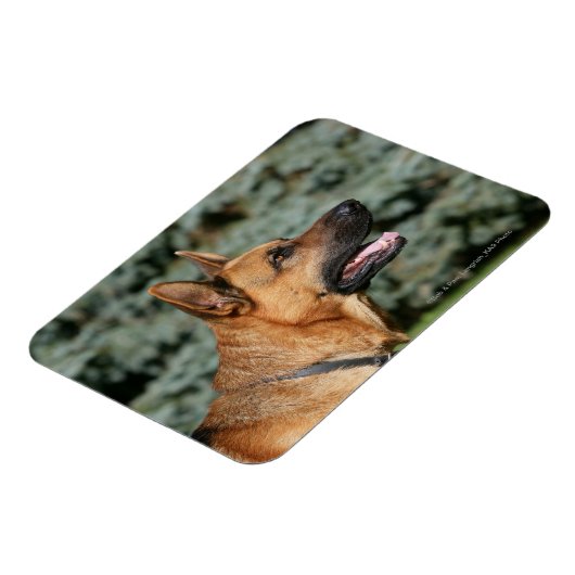 German Shepherd Headshot 1 Magneet (Linkerzijde)