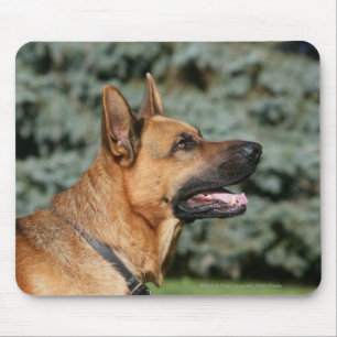 German Shepherd Headshot 1 Muismat