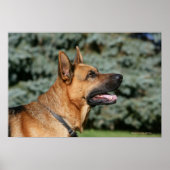 German Shepherd Headshot 1 Poster (Voorkant)