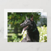 German Shepherd Headshot 2 Briefkaart (Voorkant / Achterkant)