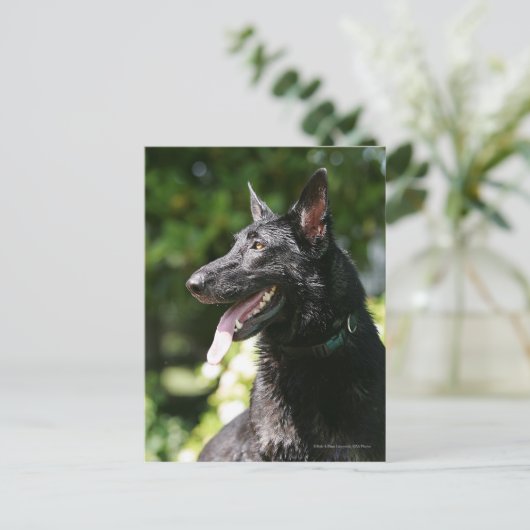 German Shepherd Headshot 2 Briefkaart (Staand voorkant)