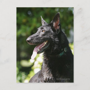 German Shepherd Headshot 2 Briefkaart