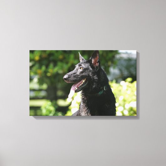 German Shepherd Headshot 2 Canvas Afdruk (Voorkant)