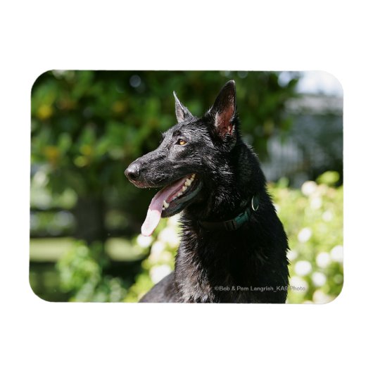 German Shepherd Headshot 2 Magneet (Horizontaal)