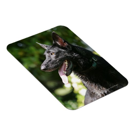 German Shepherd Headshot 2 Magneet (Rechterzijde)