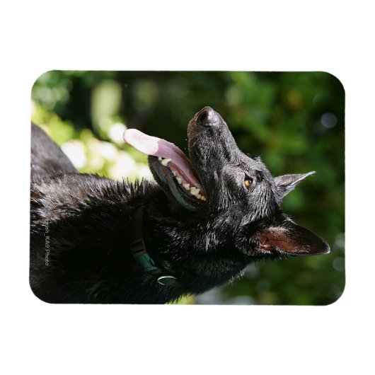 German Shepherd Headshot 2 Magneet (Horizontaal)