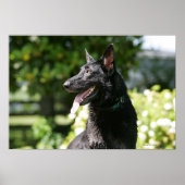German Shepherd Headshot 2 Poster (Voorkant)