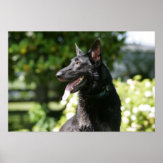 German Shepherd Headshot 2 Poster (Voorkant)
