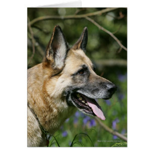 German Shepherd Headshot 3