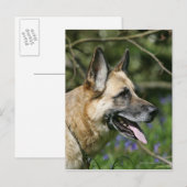 German Shepherd Headshot 3 Briefkaart (Voorkant / Achterkant)