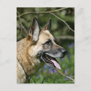German Shepherd Headshot 3 Briefkaart