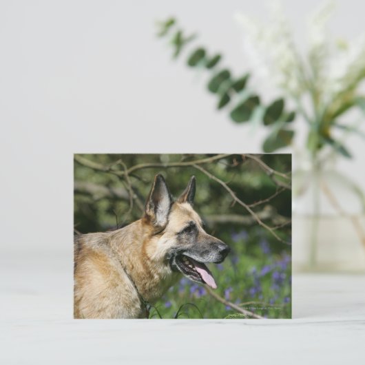 German Shepherd Headshot 3 Briefkaart (Staand voorkant)