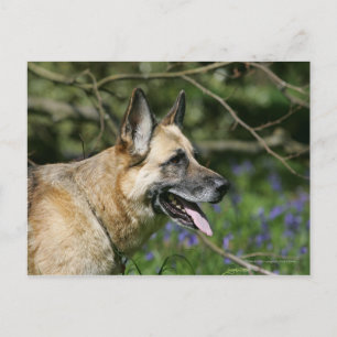 German Shepherd Headshot 3 Briefkaart