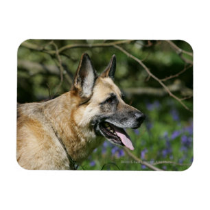German Shepherd Headshot 3 Magneet