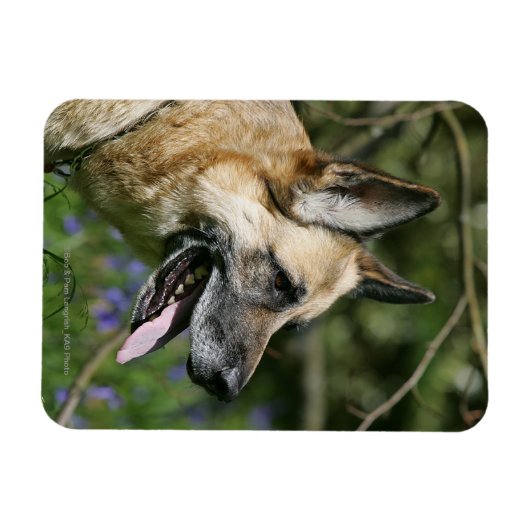 German Shepherd Headshot 3 Magneet (Horizontaal)