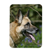 German Shepherd Headshot 3 Magneet (Verticaal)