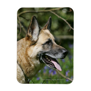 German Shepherd Headshot 3 Magneet