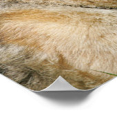 German Shepherd Headshot 3 Poster (Hoek)