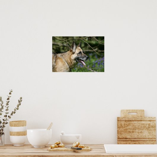 German Shepherd Headshot 3 Poster (Keuken)