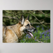 German Shepherd Headshot 3 Poster (Voorkant)