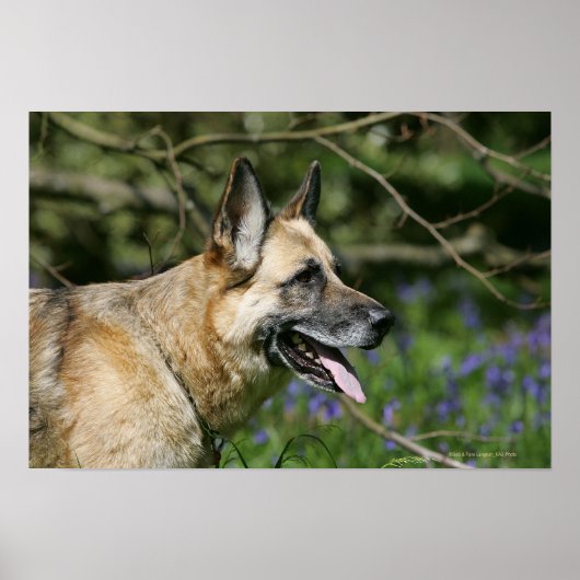 German Shepherd Headshot 3 Poster (Voorkant)