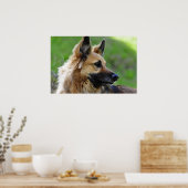 German Shepherd Headshot Poster (Keuken)
