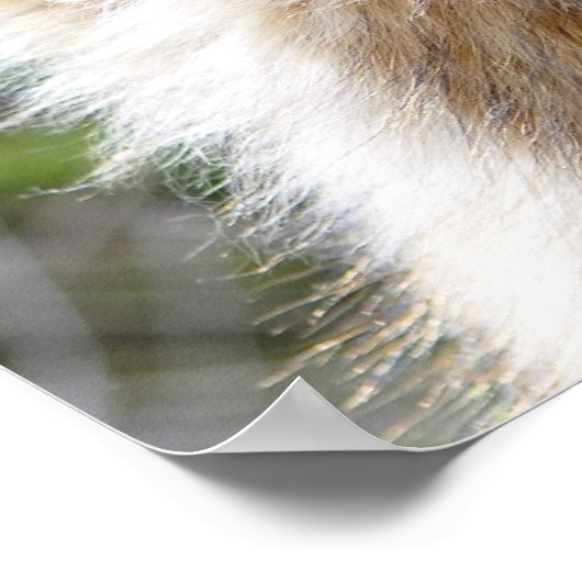 German Shepherd Headshot Poster (Hoek)