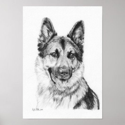 German Shepherd in Graphite Print (Voorkant)