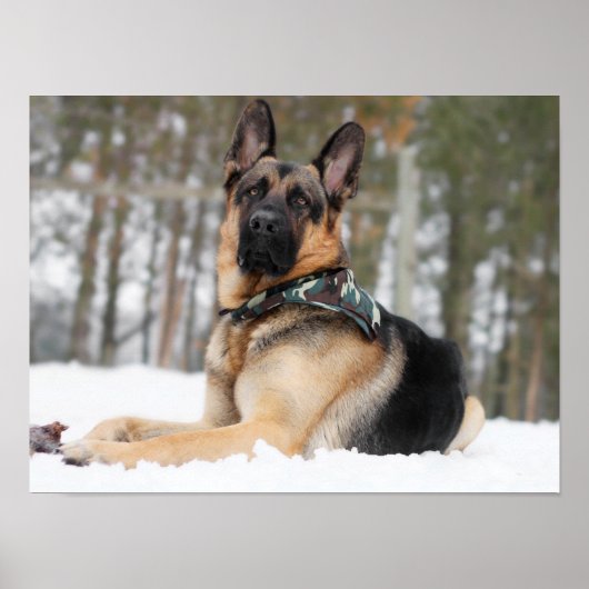 German Shepherd In Snow Poster (Voorkant)
